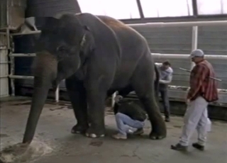 Horny elephant is showing his amazingly large dick