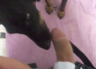 Black doggy is getting a gorgeous blowjob