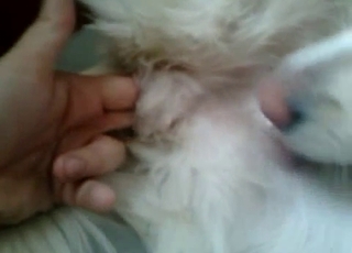 Horny zoophile has fun with the private parts of an animal