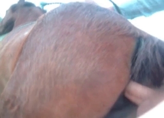 This handsome horse is all about that great anal action