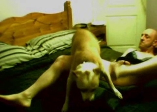 Small doggo is totally banging this tight pussy