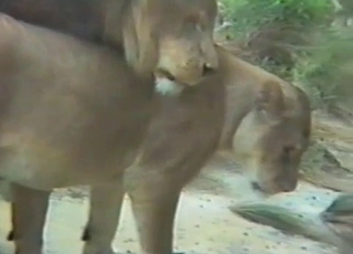 The tight pussy of an animal is about to be fucked