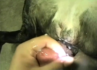 Watch the best bestiality porn scene right here