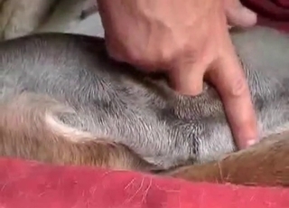Dude is playing with his doggy's tight anus