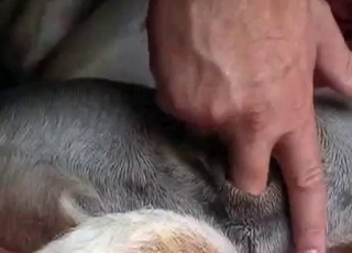 Dude is playing with his doggy's tight anus