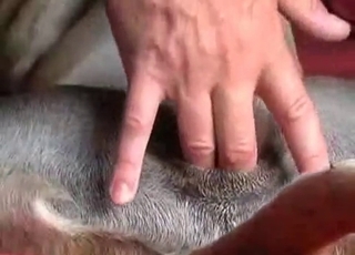 Dude is playing with his doggy's tight anus
