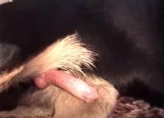 This video showcases an incredibly large cock