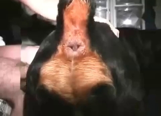 Sweet zoophile slut takes a huge animal boner