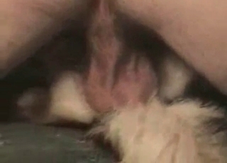 Doggy brutally nailed in the missionary pose