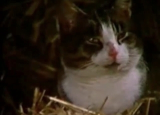 Sexy nuns are enjoying filthy bestial sex action