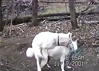 White hounds are having all sorts of sex in the forest