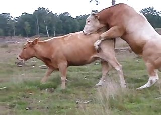Intense fucking action for a horny cow and a bull