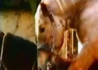 Girl got her hole fucked by a huge stallion