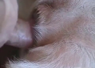 Fantastic youthfull dog adores my hard cock