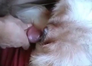 Fantastic youthfull dog adores my hard cock