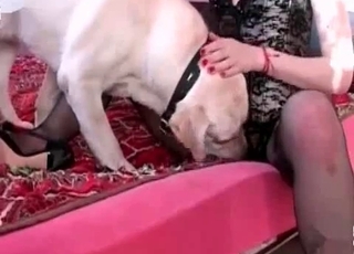 Sexy dog sex act with a masked owner