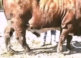 The filthiest bestiality sex you can find
