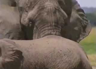 Elephant showing off its amazingly large penis