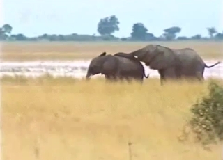 Elephant showing off its amazingly large penis