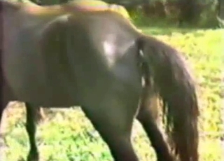 Amazing stallion is having an intense bestiality screwing