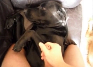 This black hound gets jizz on its fur in this hot video