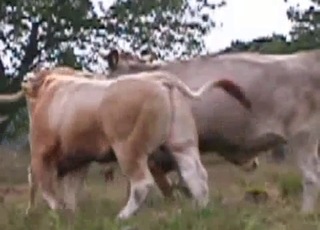 Insane bull is utterly banging a cow form behind