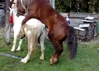 Sexy ponies have amazing bestiality sex action