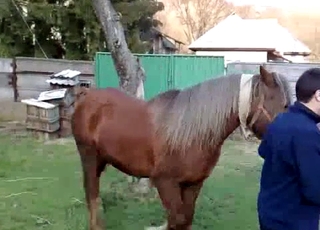 Sexy ponies have amazing bestiality sex action