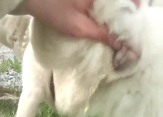 Husky bitch pissing proud after slow build-up