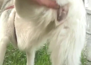Husky bitch pissing proud after slow build-up
