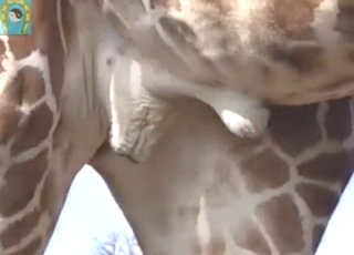 Giraffe ballsack is going to be showcased hard