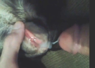 Creampied dog snatch looks fucking GLOWING