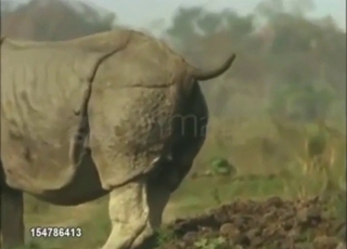 Rhino porn movie with real-deal scat action