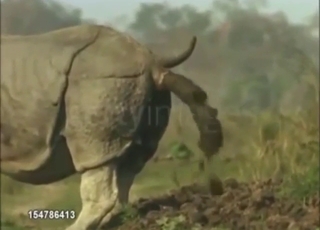 Rhino porn movie with real-deal scat action