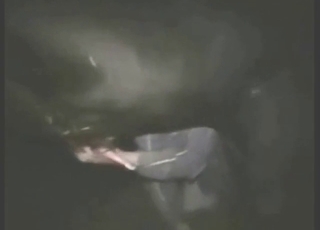 Manic dude wants to worship bull's boner