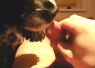 Oral sex for a zoophile by a really cute doggo