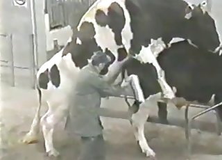 Cows are having a really hot sex session