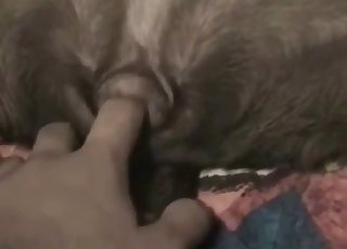 Playing with my lovely doggy's tight anal hole