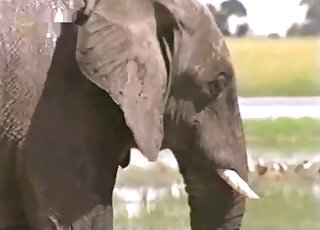 Elephant showing off its amazingly large penis