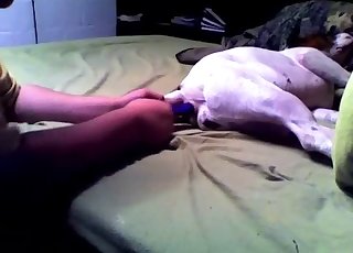 Beagle is getting penetrated with a huge dildo toy