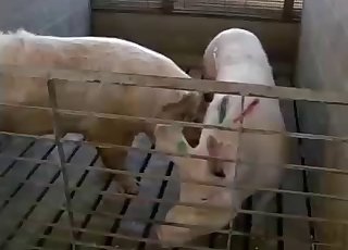 Quick and very hot animal porn with my pig