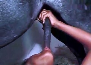 Black stallion receives an amazing oral pleasure