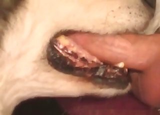 सेक्सी लड़की अपने कुत्ते का बड़ा लिंग चूस रही है