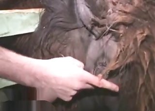 Watch him fingering that tight animal hole