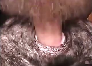 Animal butthole brutally fucked by a beast