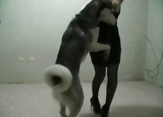 Perverted zoophile having sex with a lovely husky