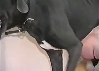 Sexy hottie is getting a good zoophilic cumshot