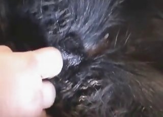 The wet cunt of a pet gets fingered in the video