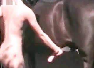Brown horse is getting stimulated by hands