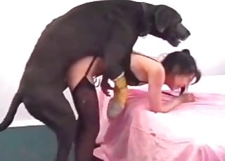 Horny black dog is totally banging this insatiable amateur